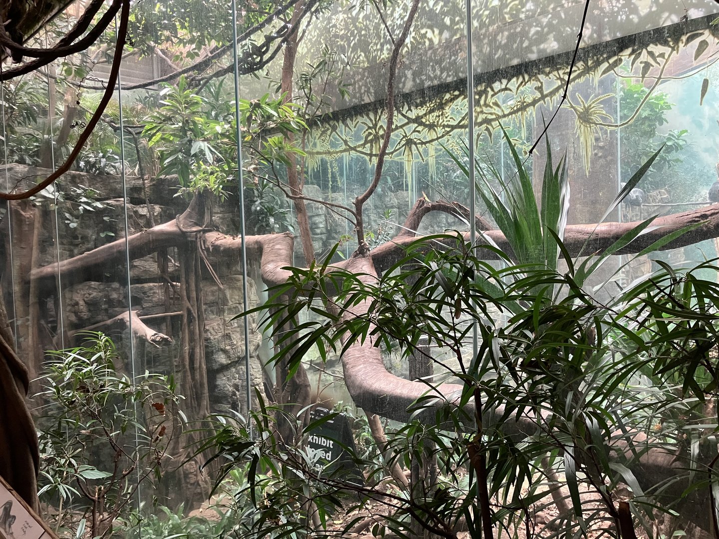 Jungleworld- Amur Leopard Exhibit