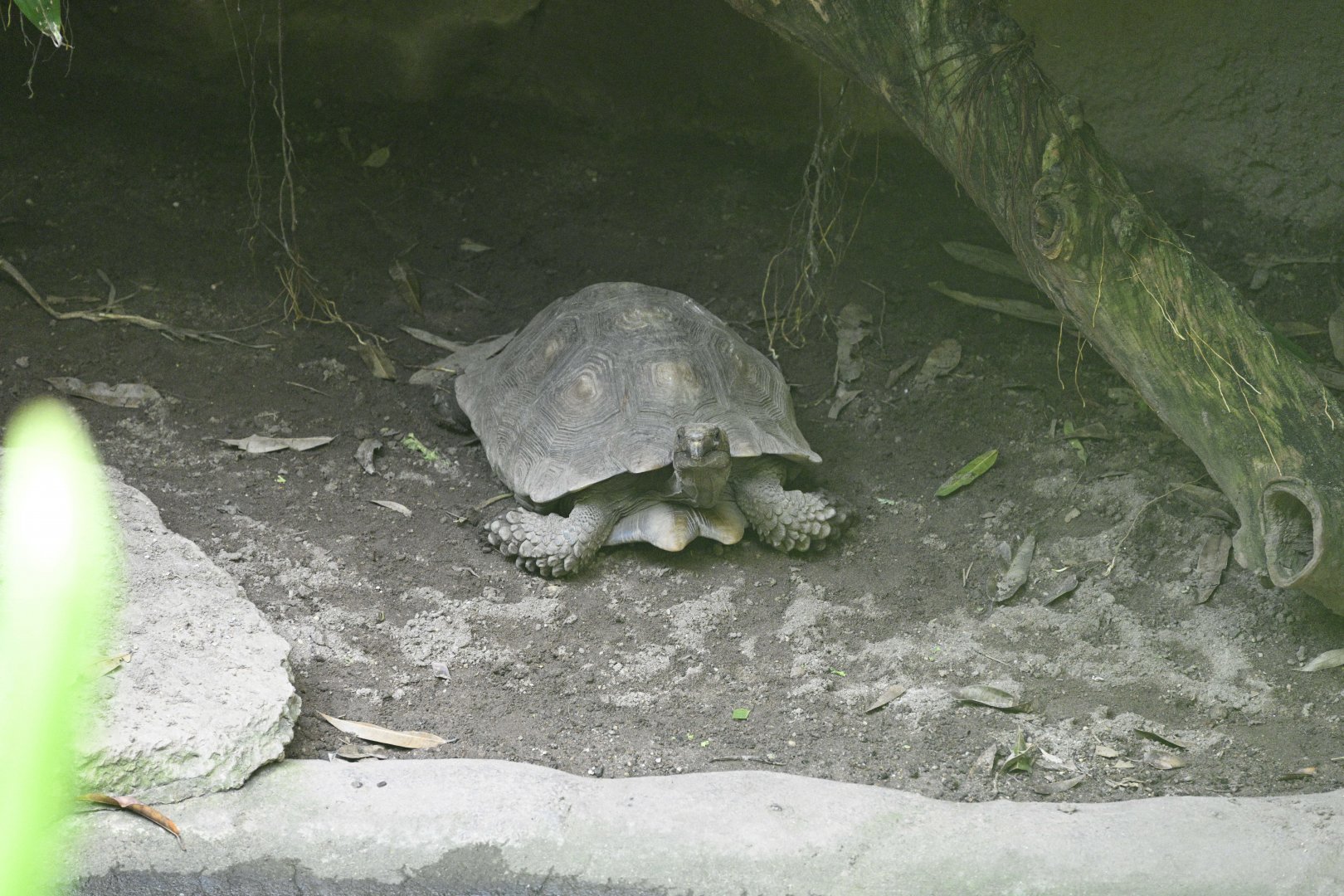 JungleWorld - Asian Brown Tortoise (Manouria emys emys)