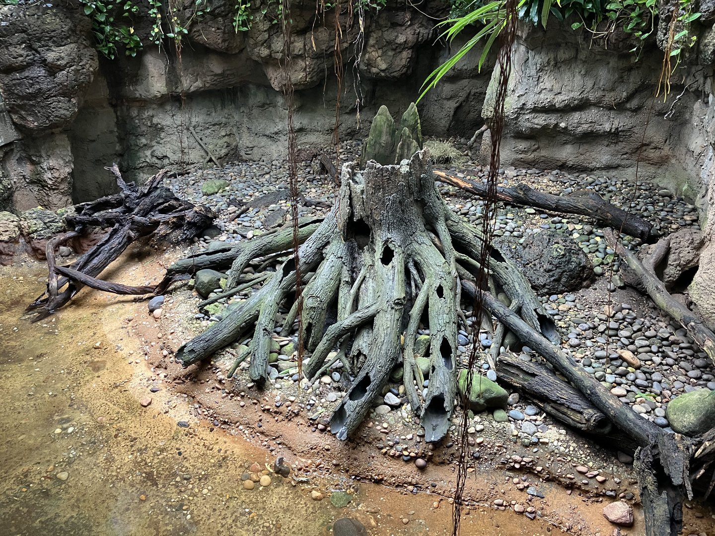 Jungleworld- Asian Small-Clawed Otter Exhibit