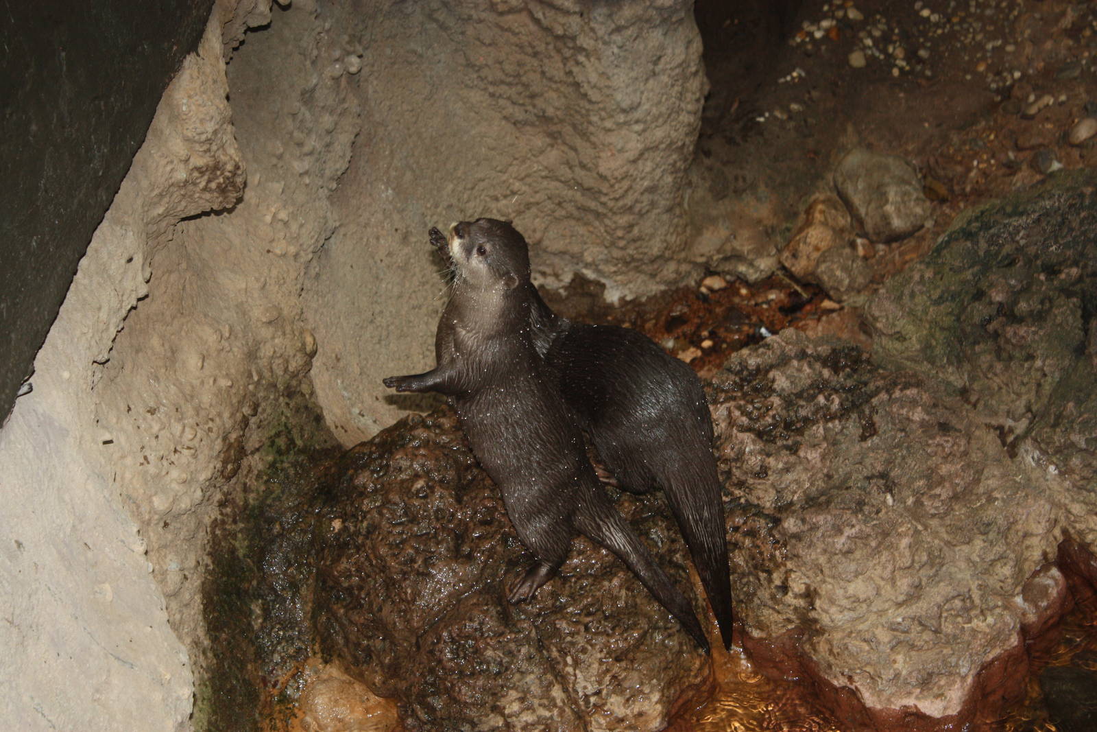 JungleWorld- Asian Small-Clawed Otters