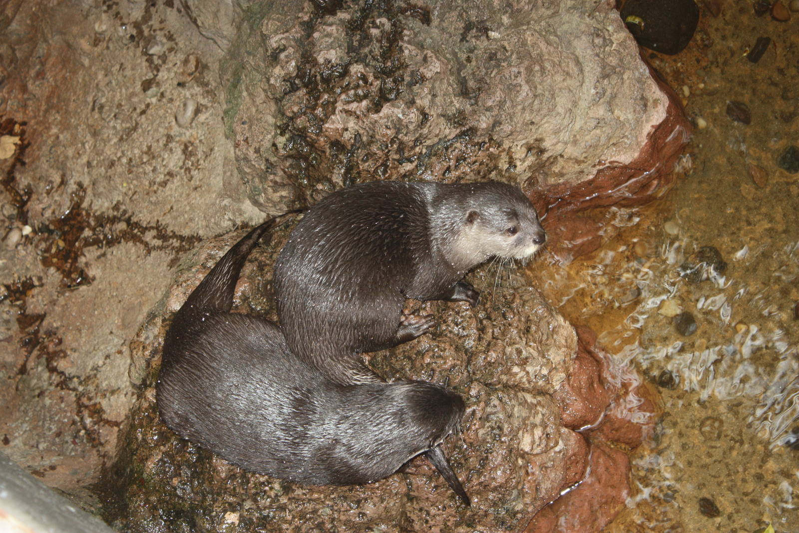 JungleWorld- Asian Small-Clawed Otters