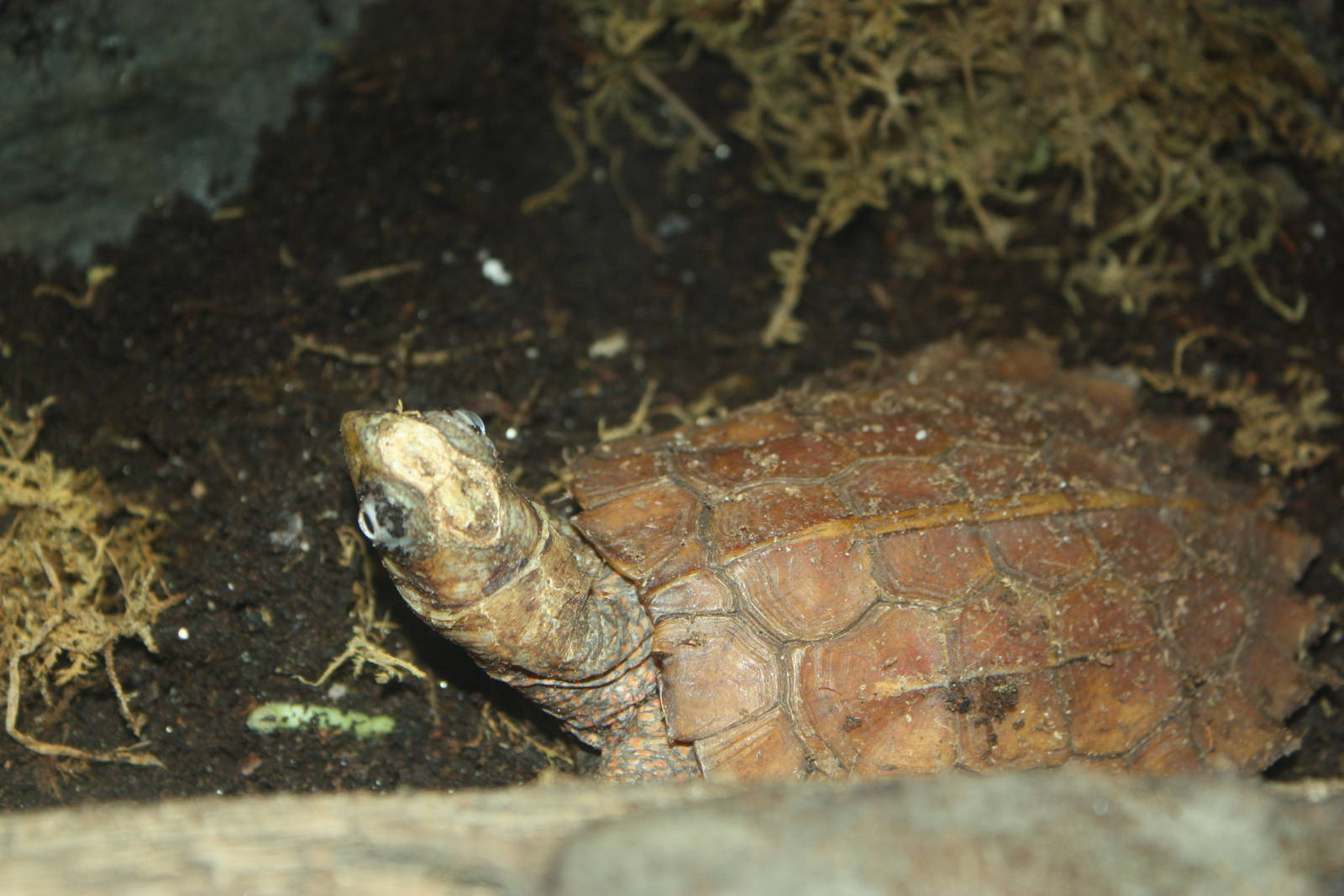JungleWorld- Black-Breasted Leaf Turtle