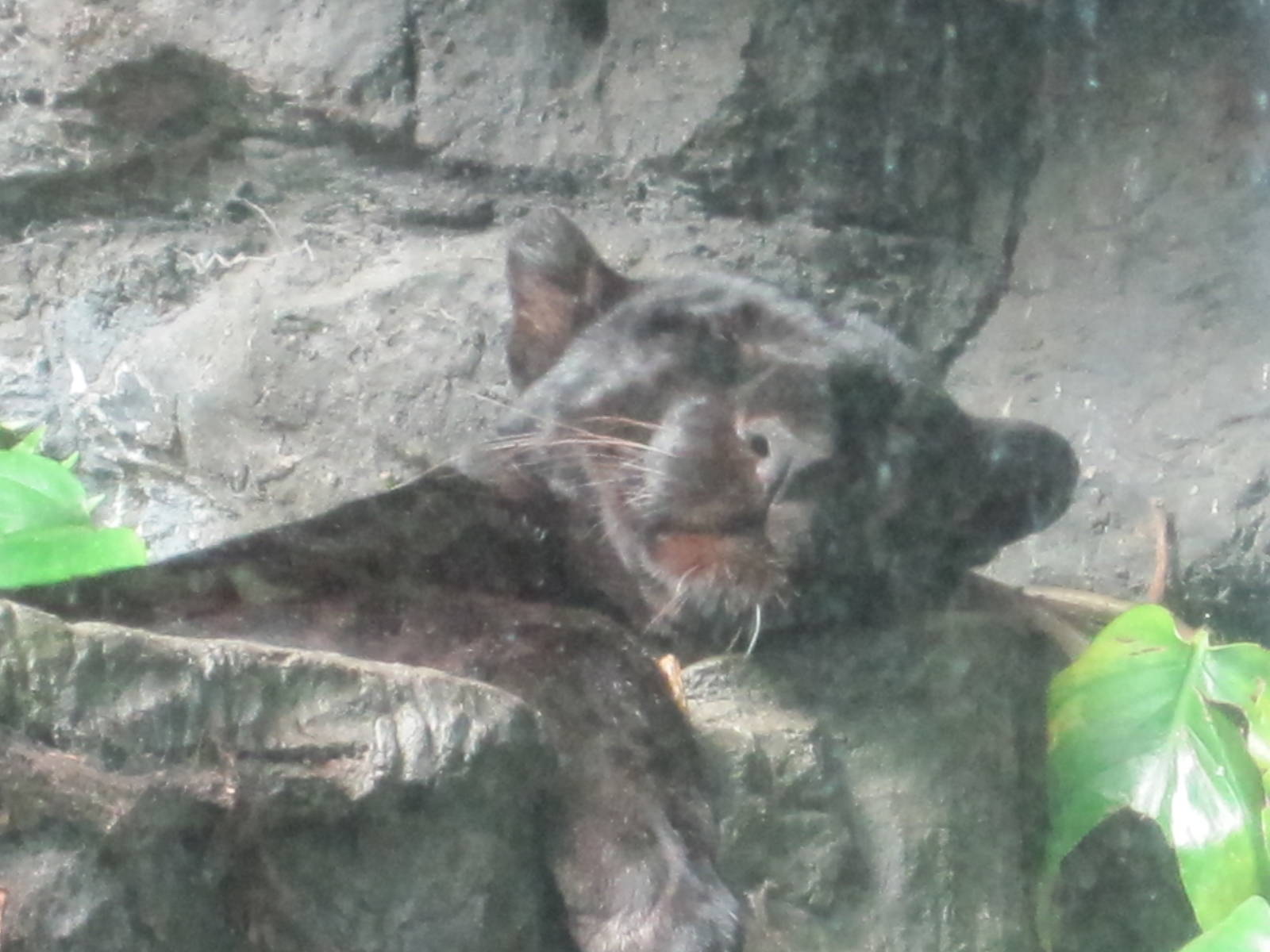 JungleWorld- Black Leopard