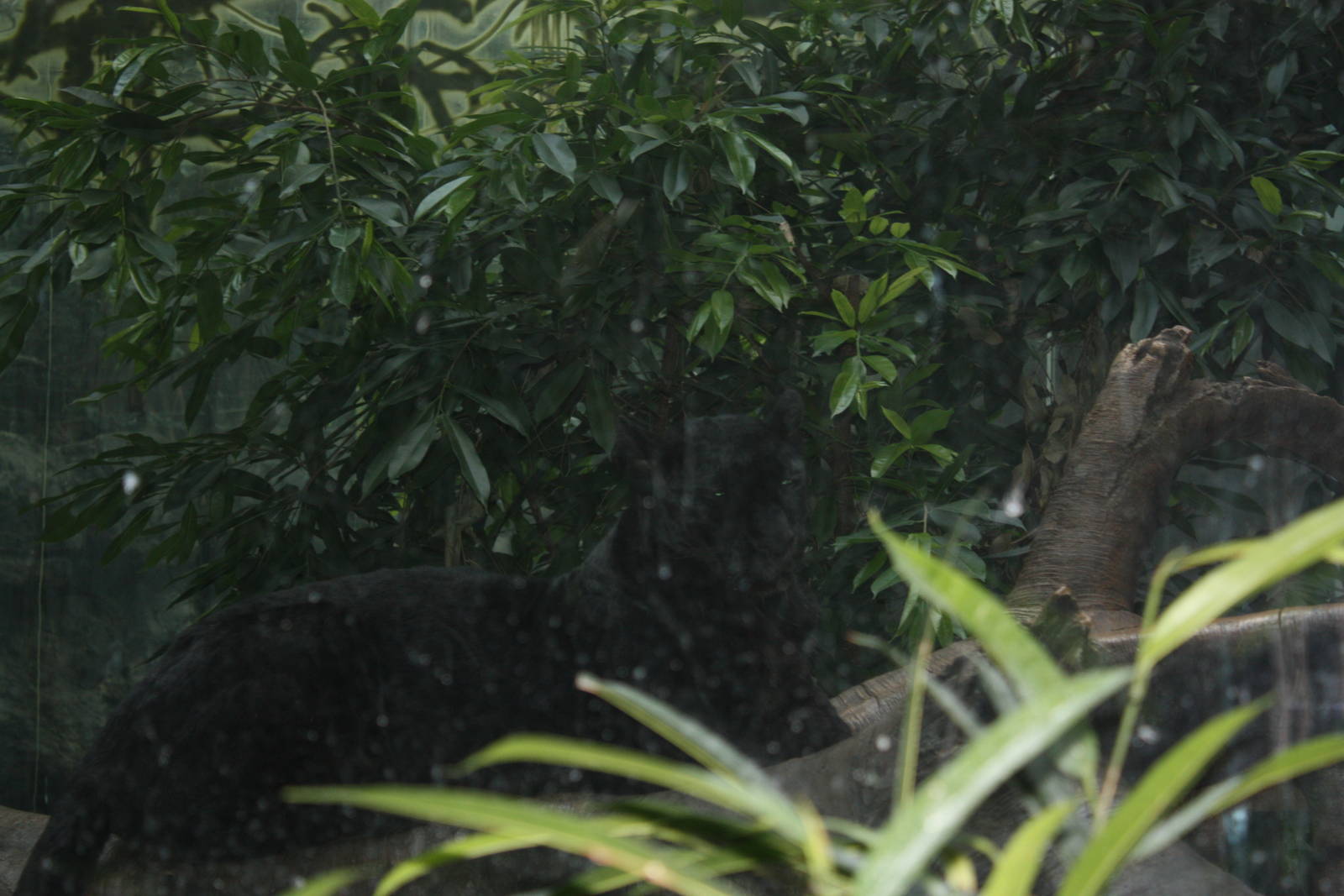 JungleWorld- Black Leopard