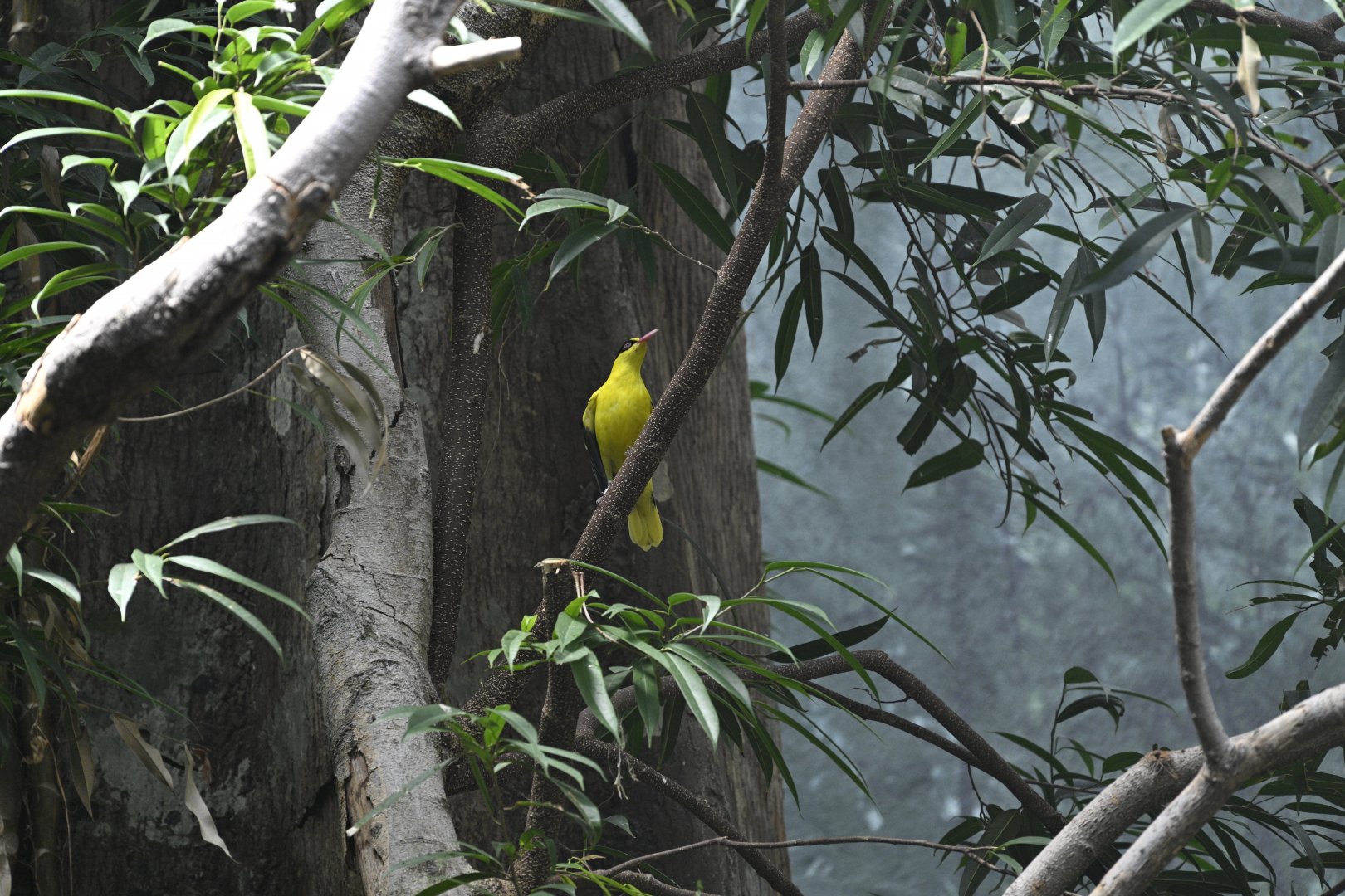 JungleWorld - Black-naped Oriole (Oriolus chinensis)