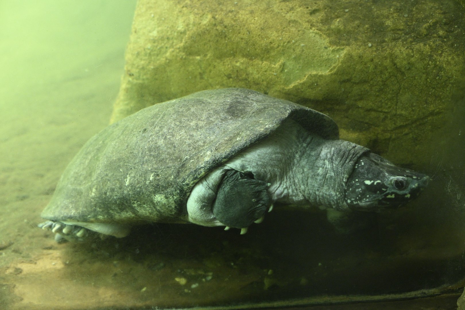 JungleWorld - Black Pond Turtle (Geoclemys hamiltonii)