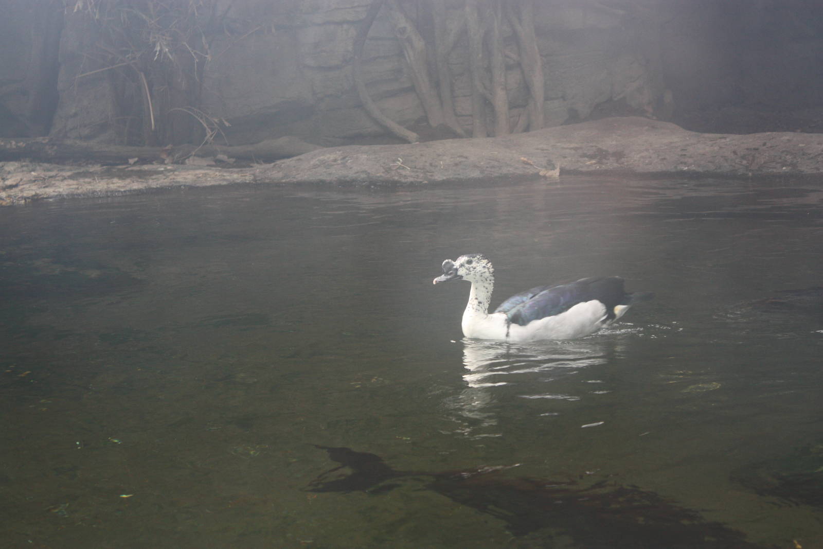 JungleWorld- Comb Duck