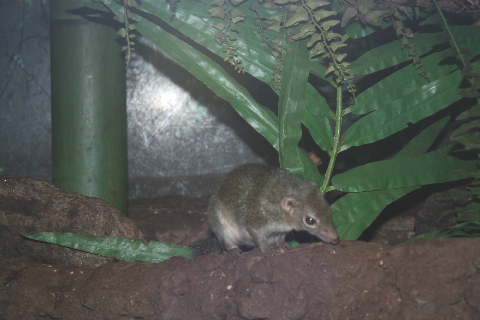 JungleWorld- Common Tree Shrew