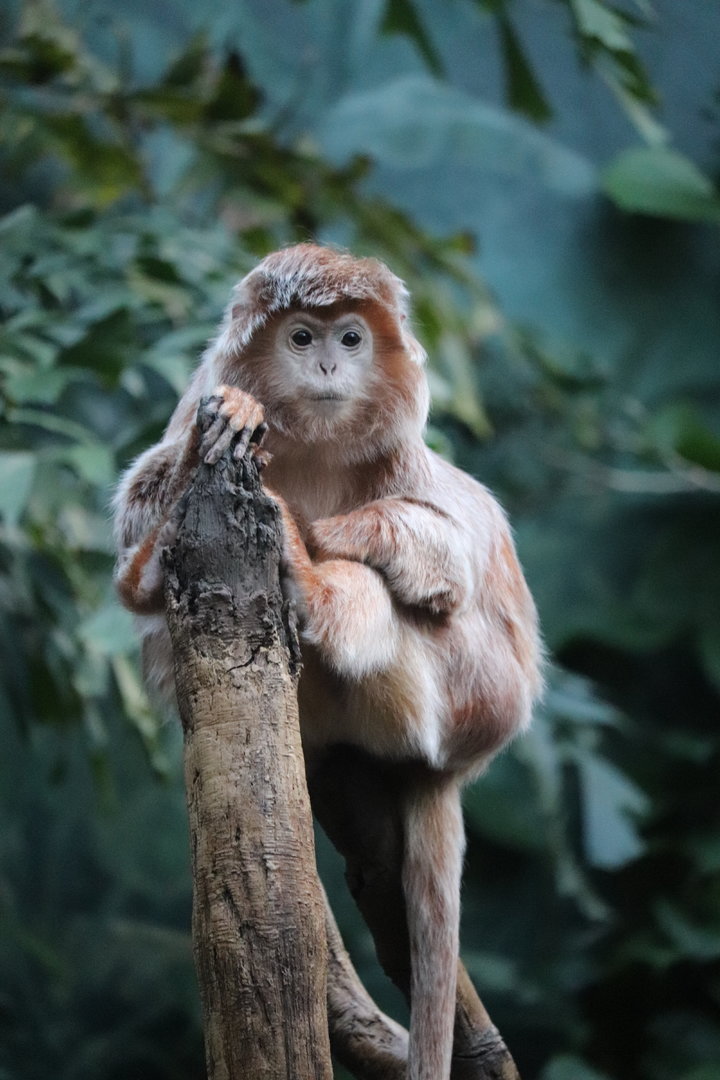 JungleWorld - Ebony Langur