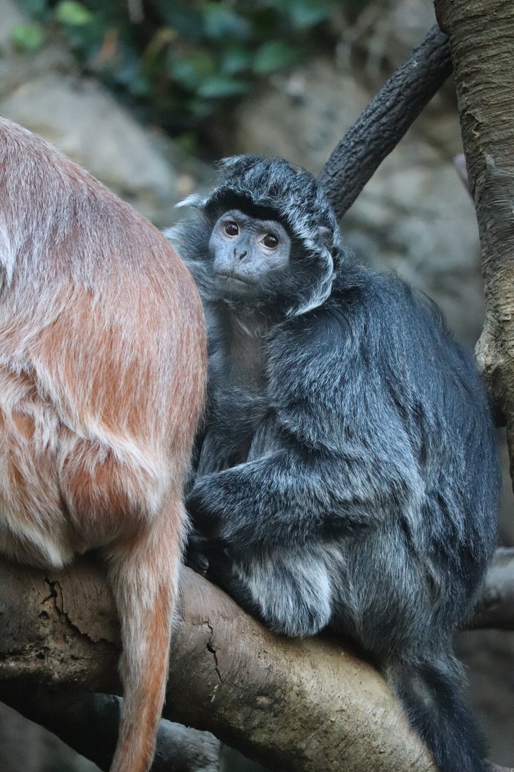 JungleWorld - Ebony Langur