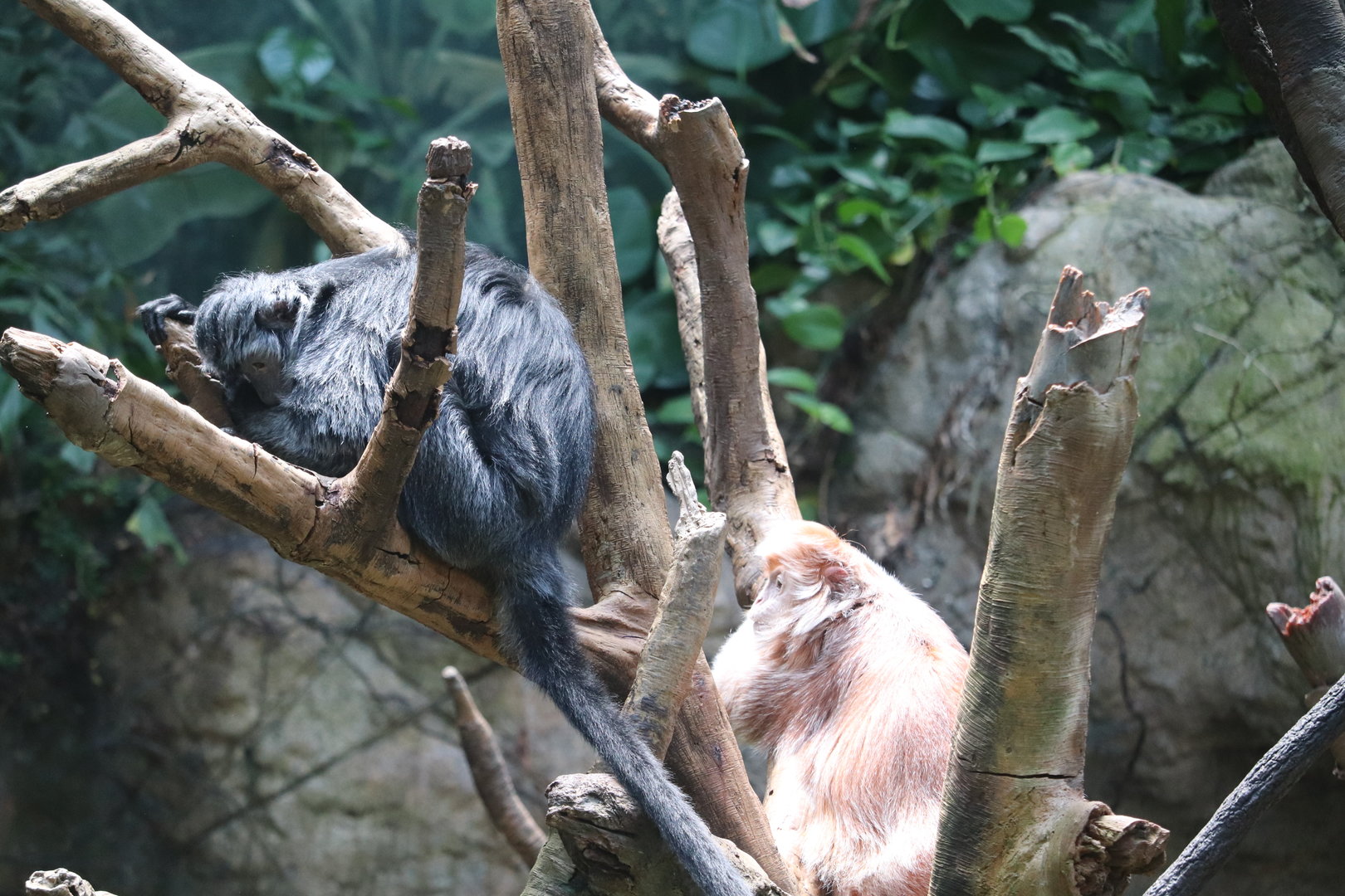 JungleWorld - Ebony Langur
