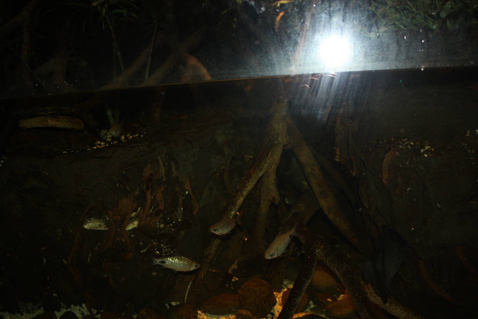 JungleWorld- Fish Tank