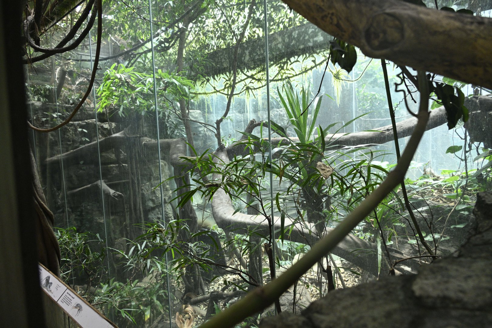 JungleWorld - Former Leopard Exhibit