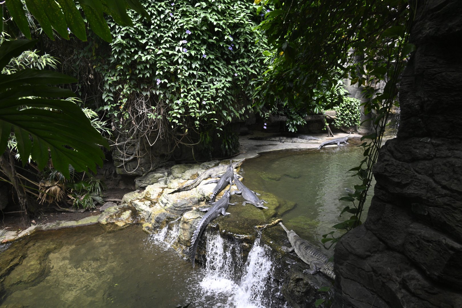 JungleWorld - Gharial (Gavialis gangeticus) Exhibit