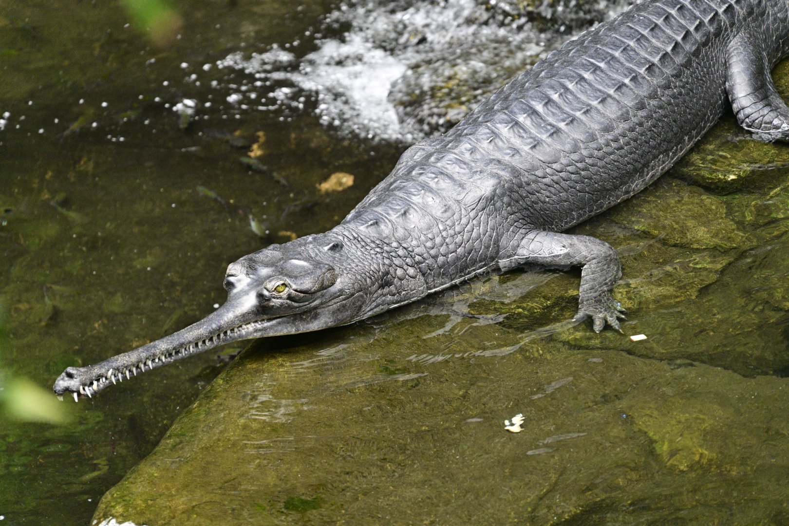 JungleWorld - Gharial (Gavialis gangeticus)