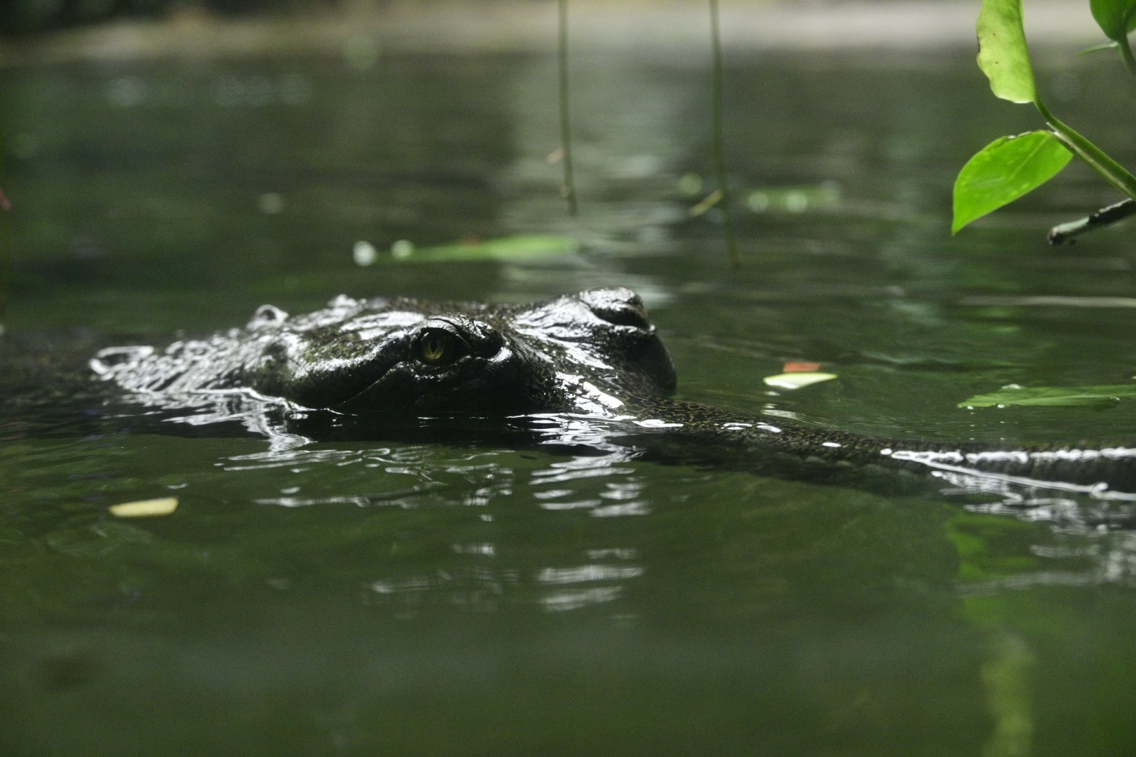 JungleWorld - Gharial (Gavialis gangeticus)