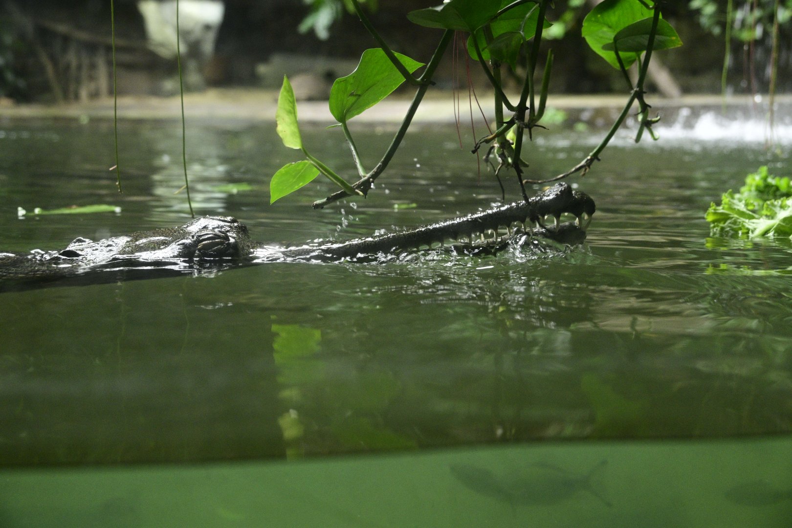 JungleWorld - Gharial (Gavialis gangeticus)