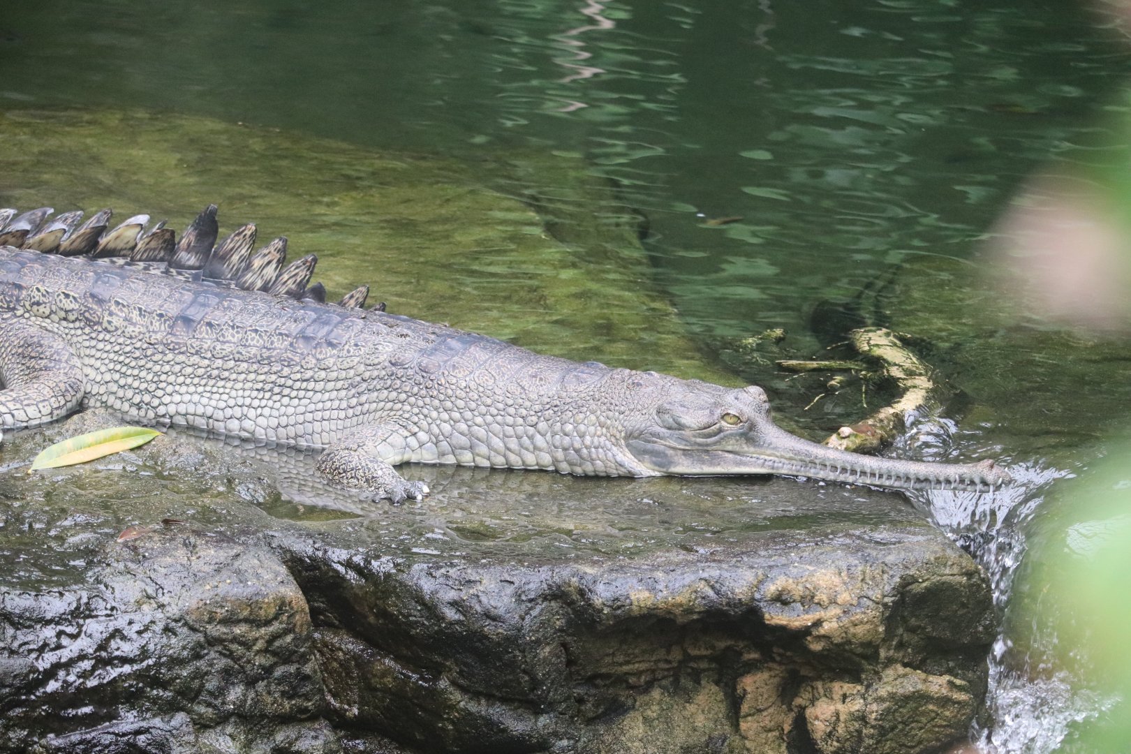 JungleWorld- Gharial