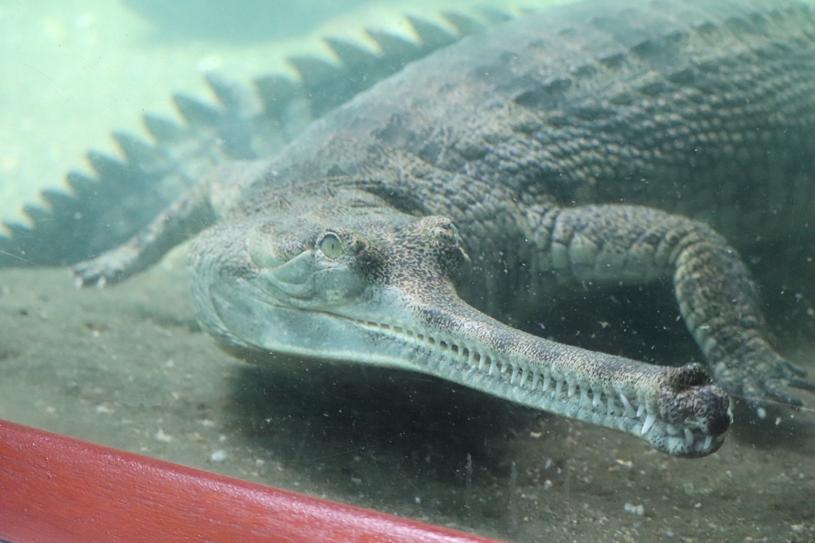 JungleWorld- Gharial