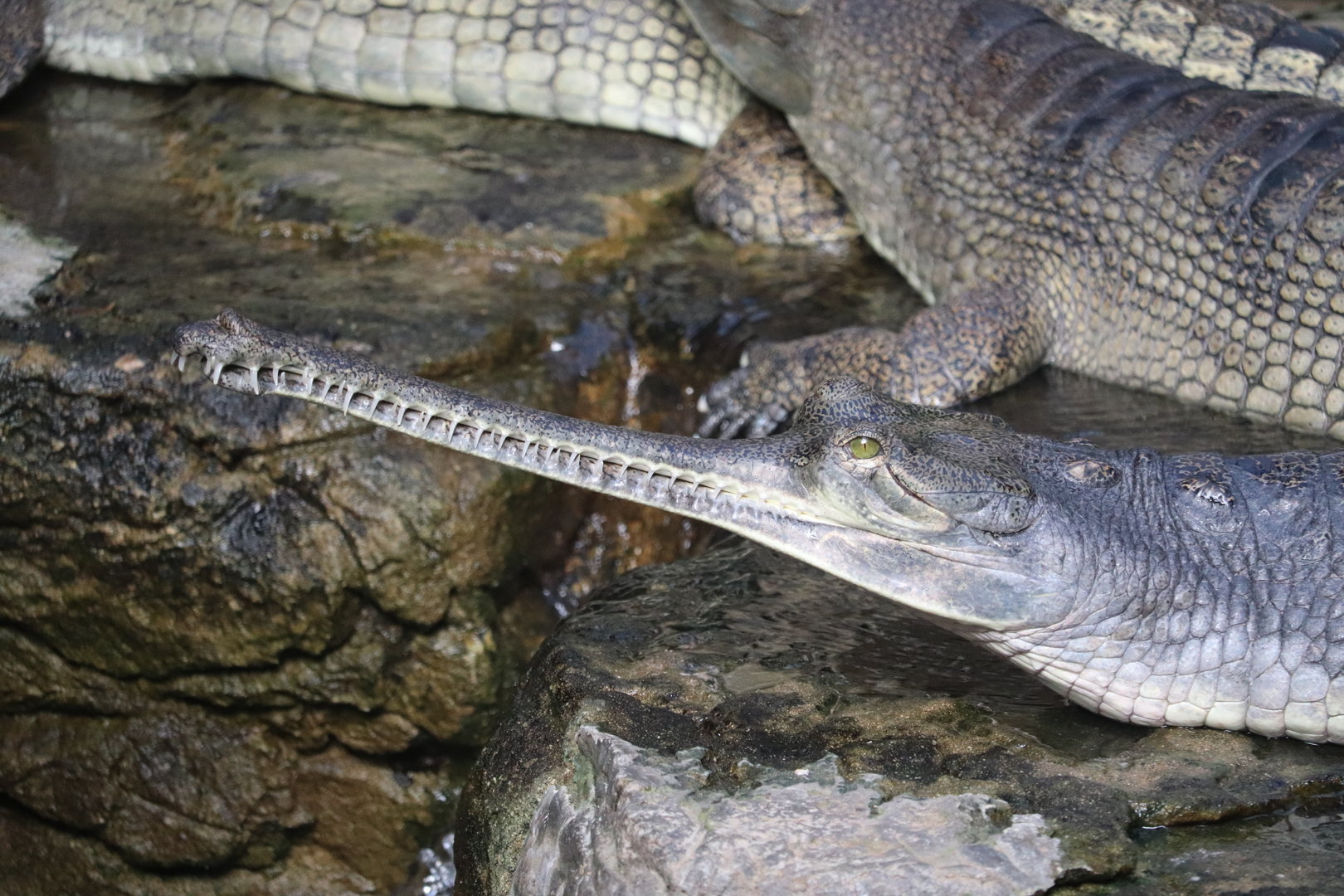 JungleWorld - Gharial