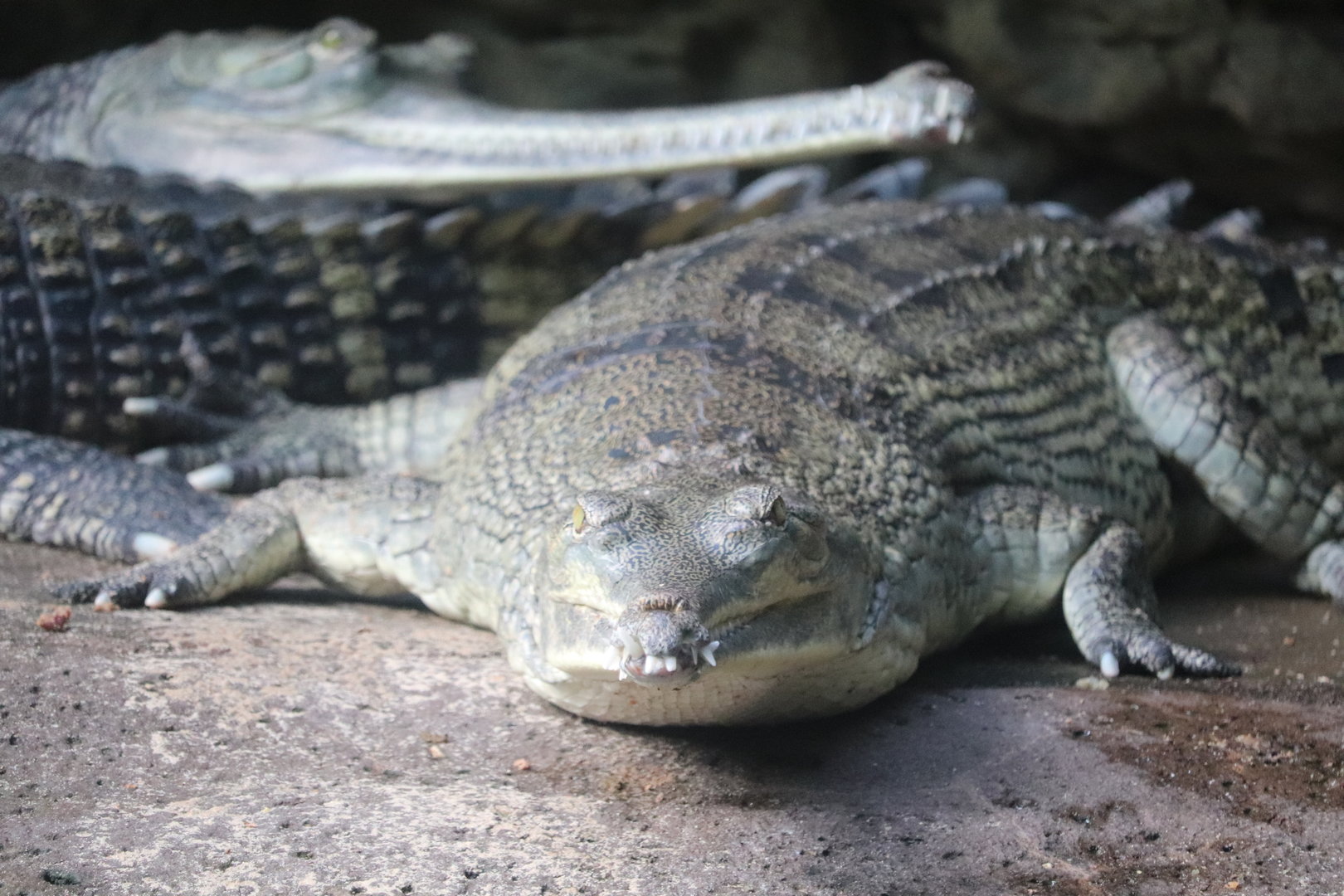 JungleWorld - Gharial