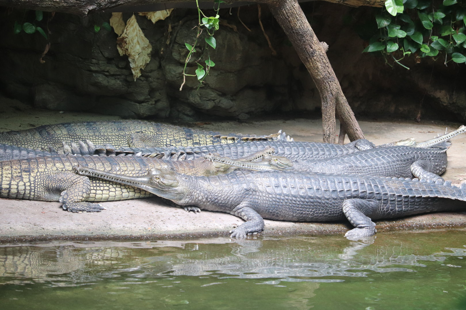 JungleWorld - Gharial