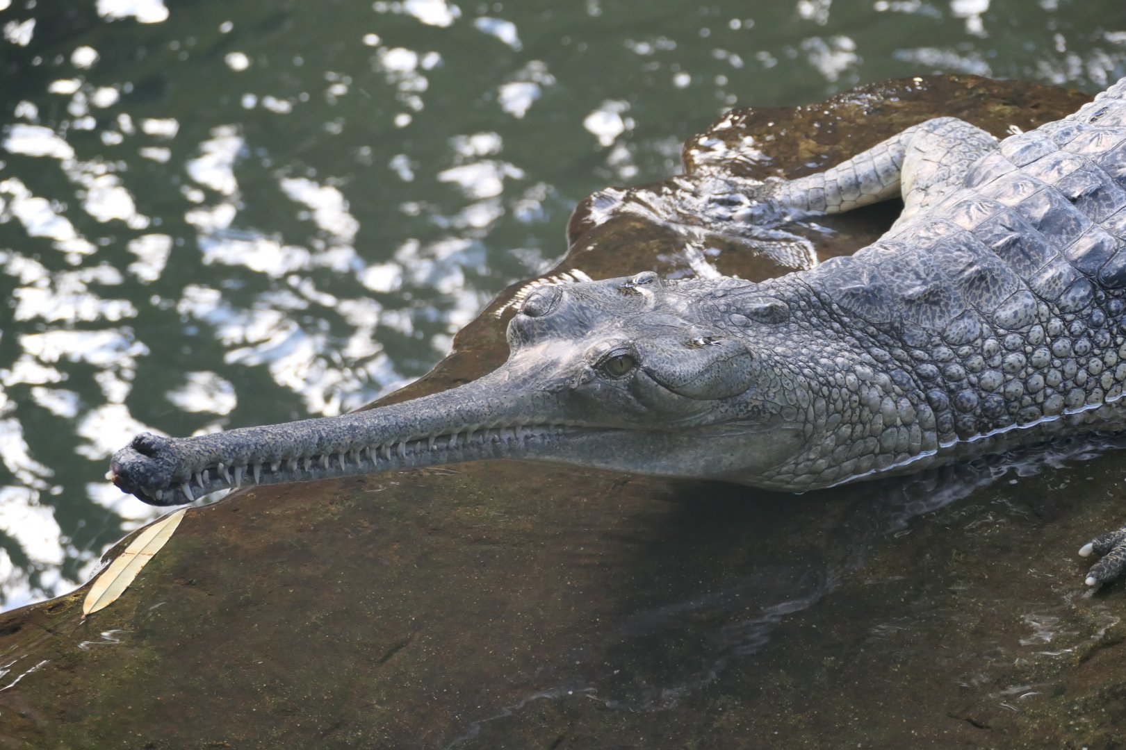 Jungleworld - Gharial