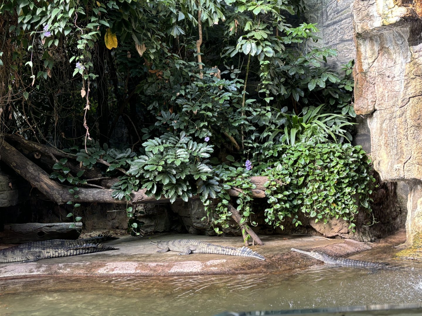 JungleWorld-  Gharials