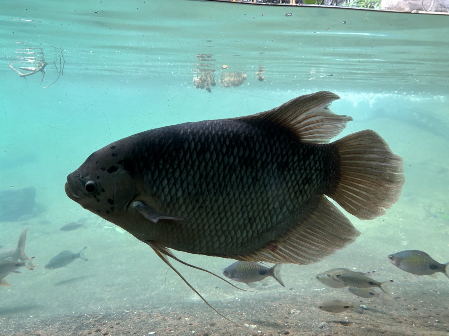 JungleWorld- Giant Gourami