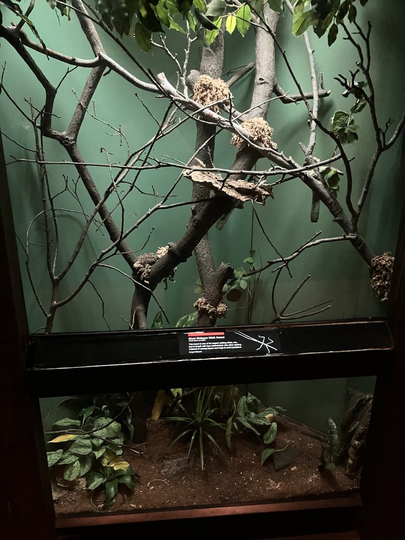Jungleworld- Giant Malayan Walking Stick Exhibit