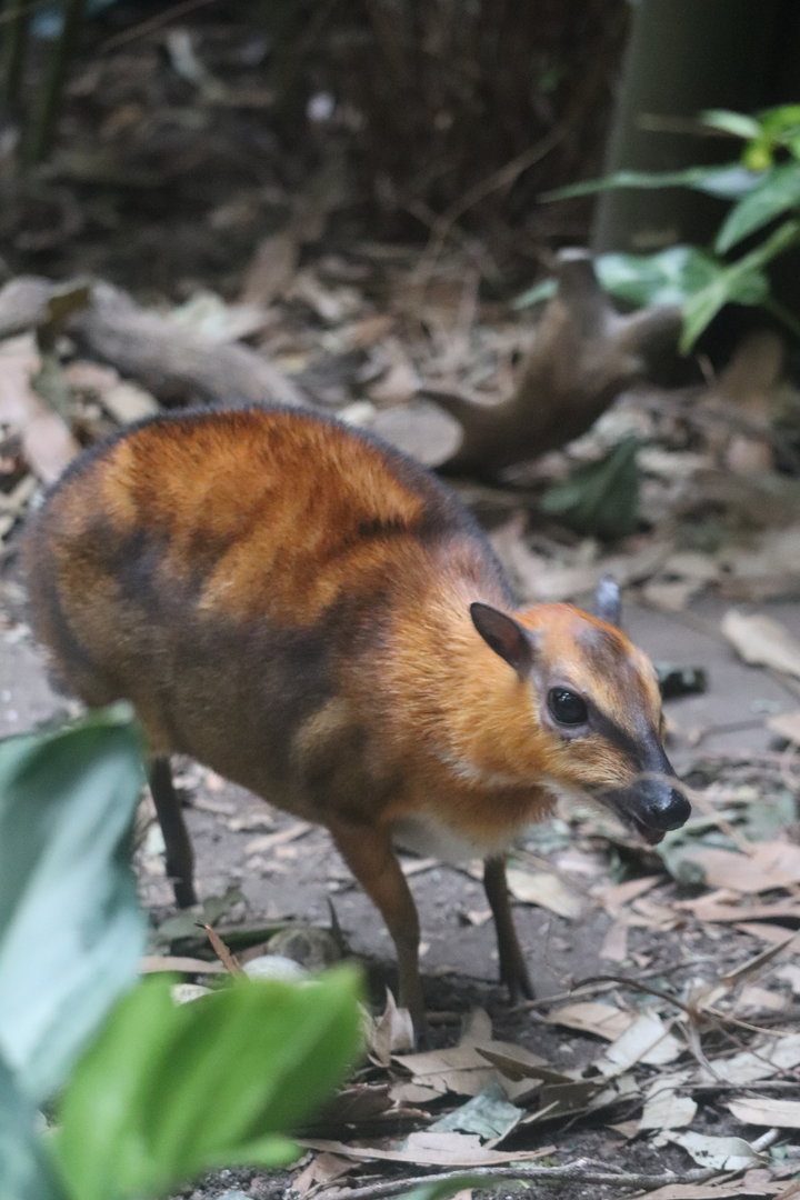 JungleWorld - Greater Malayan Chevrotain