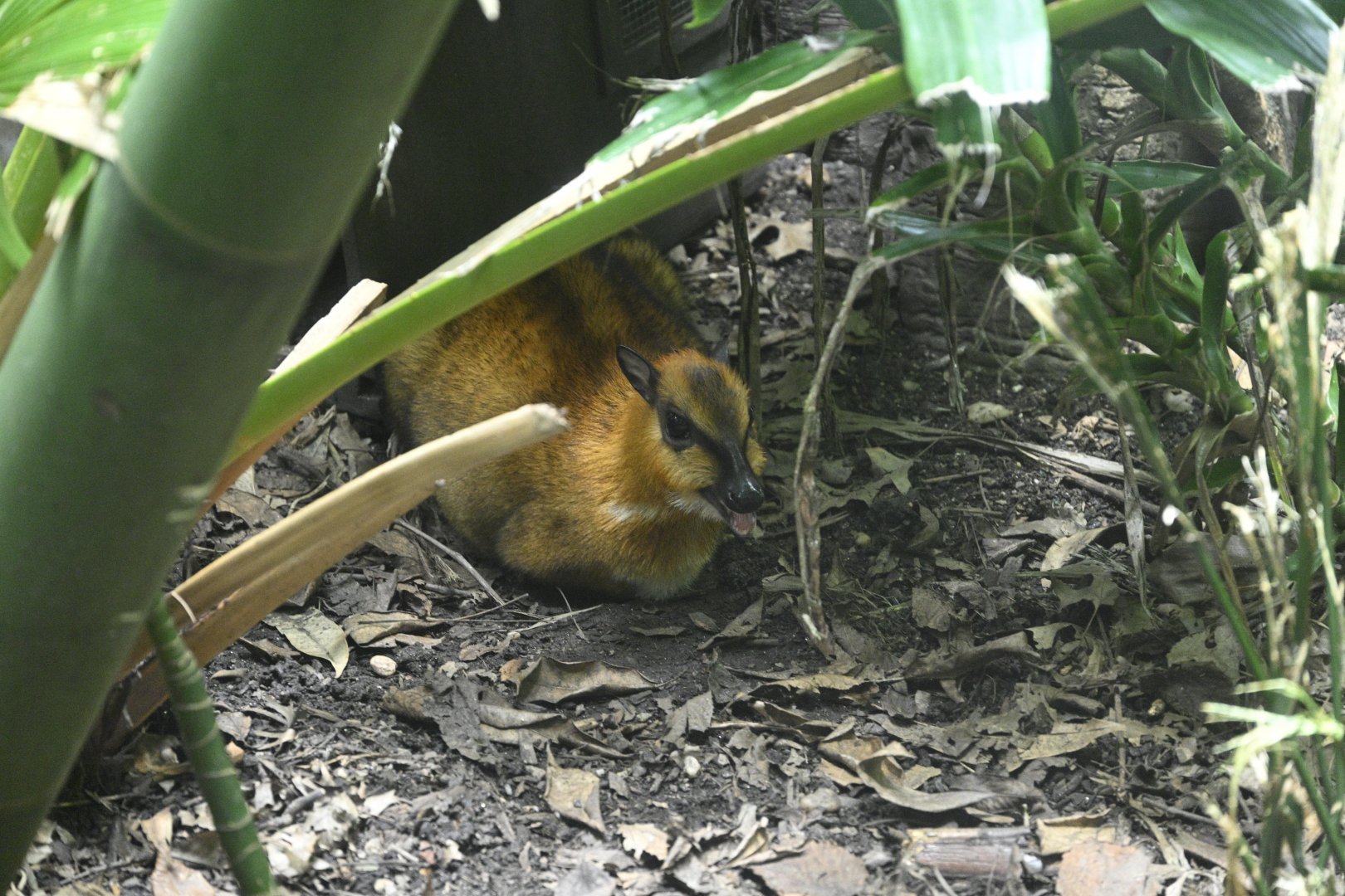 JungleWorld - Greater Oriental Chevrotain (Tragulus napu)