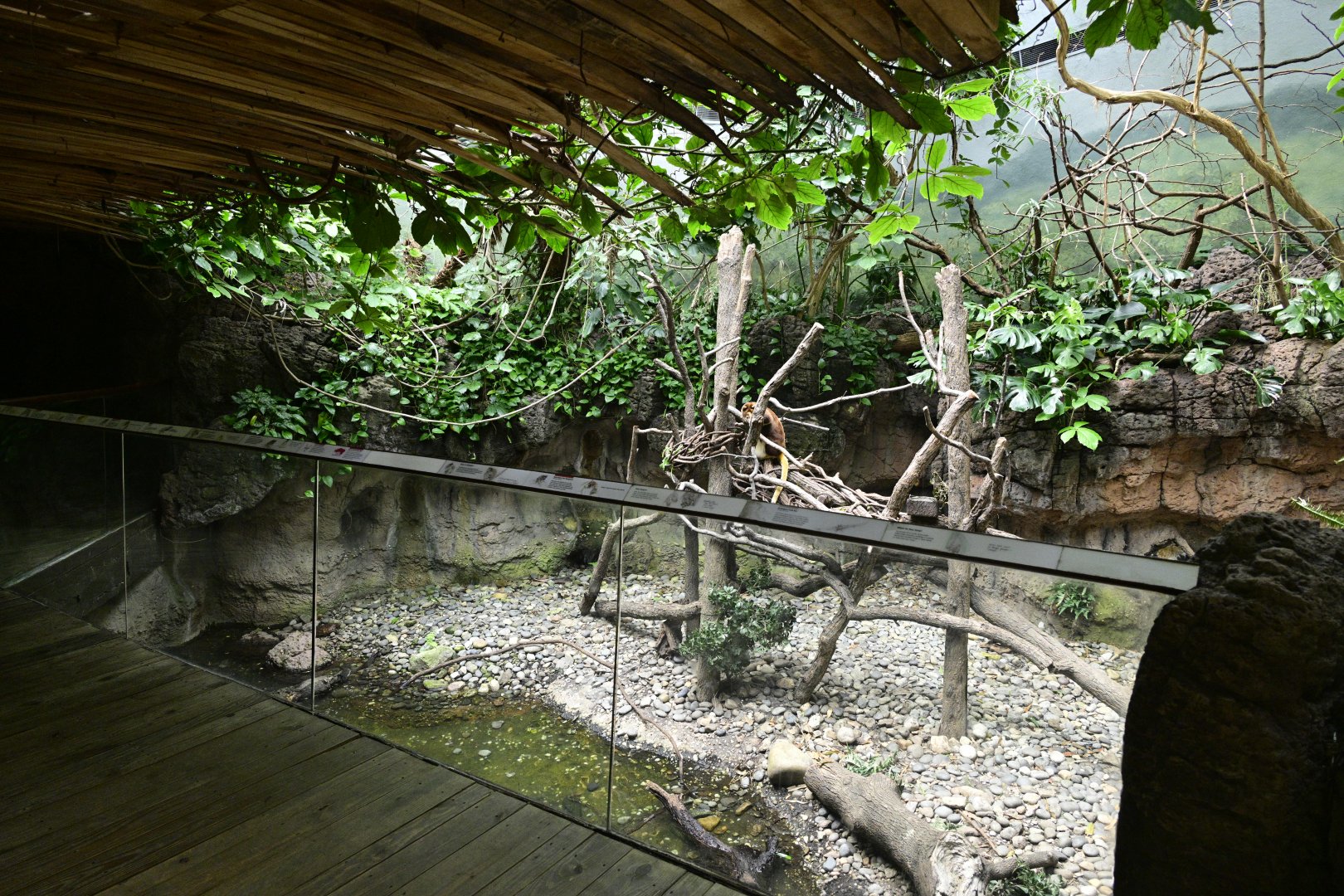 JungleWorld - Huon Tree Kangaroo (Dendrolagus matschiei) Exhibit