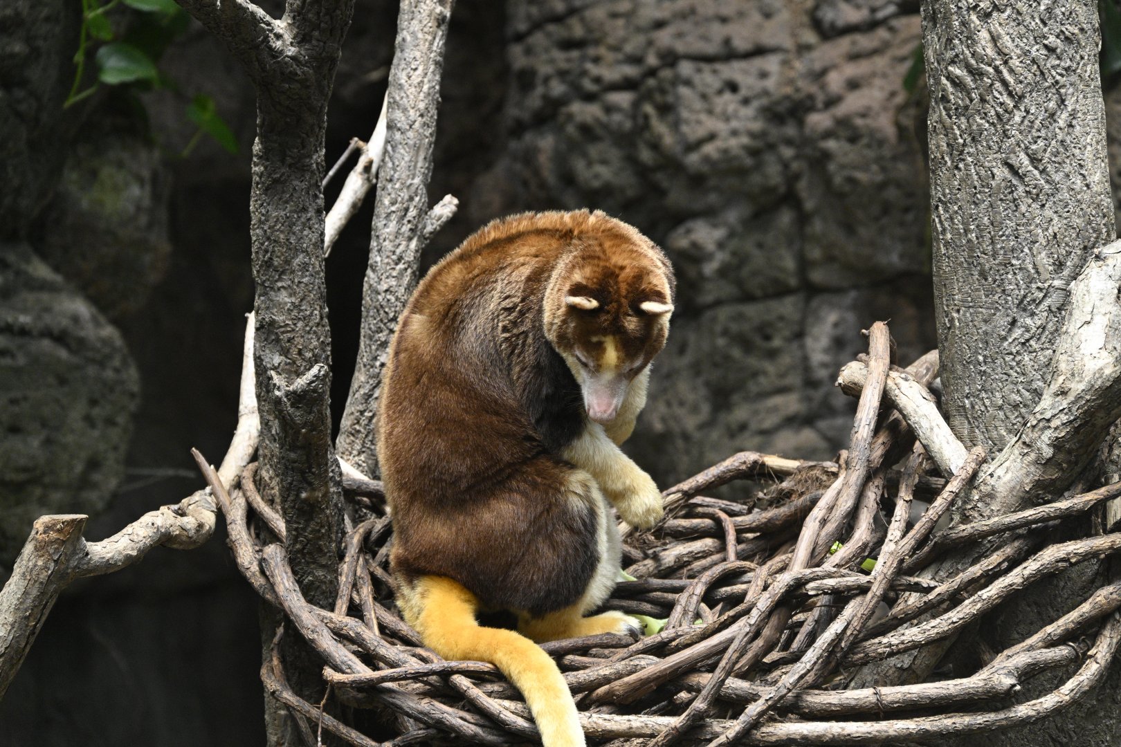 JungleWorld - Huon Tree Kangaroo (Dendrolagus matschiei)