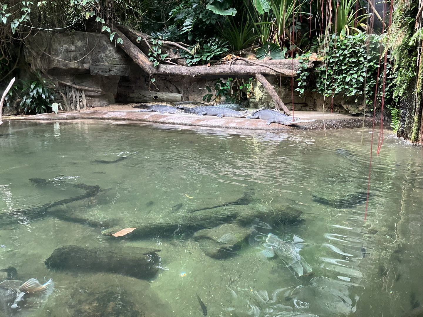 Jungleworld - Indian Gharial Exhibit
