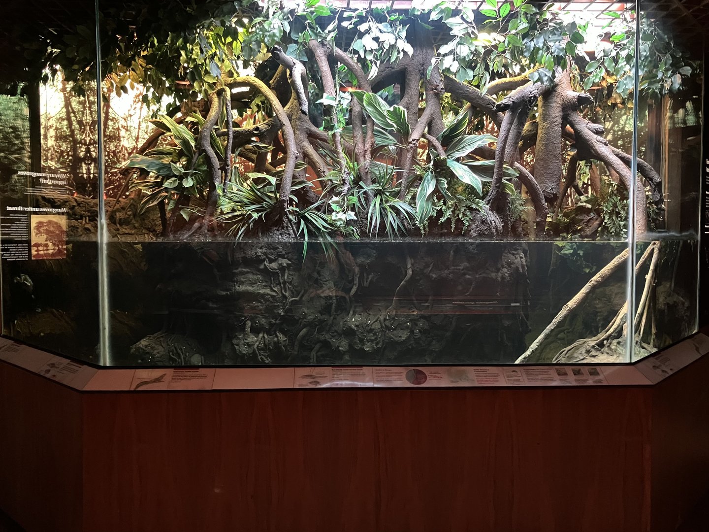 Jungleworld - Indonesian Sailfin Lizard/Roti Island Snake-Neck Turtle Exhibit