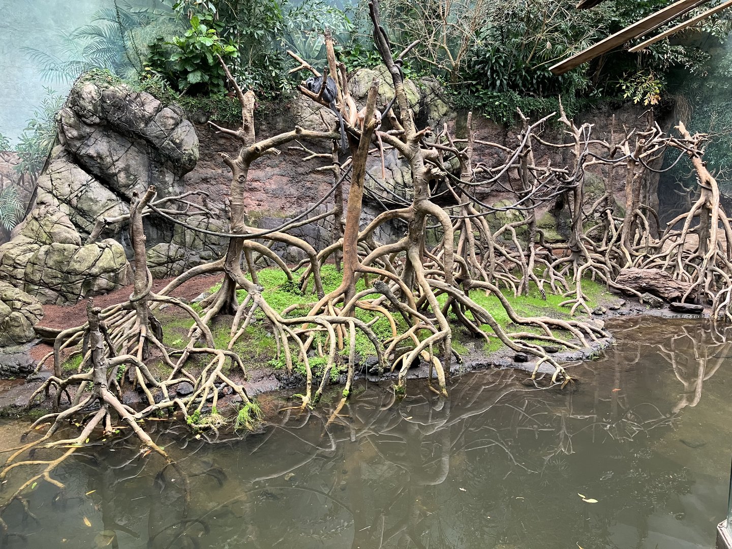 Jungleworld - Javan Langur Exhibit