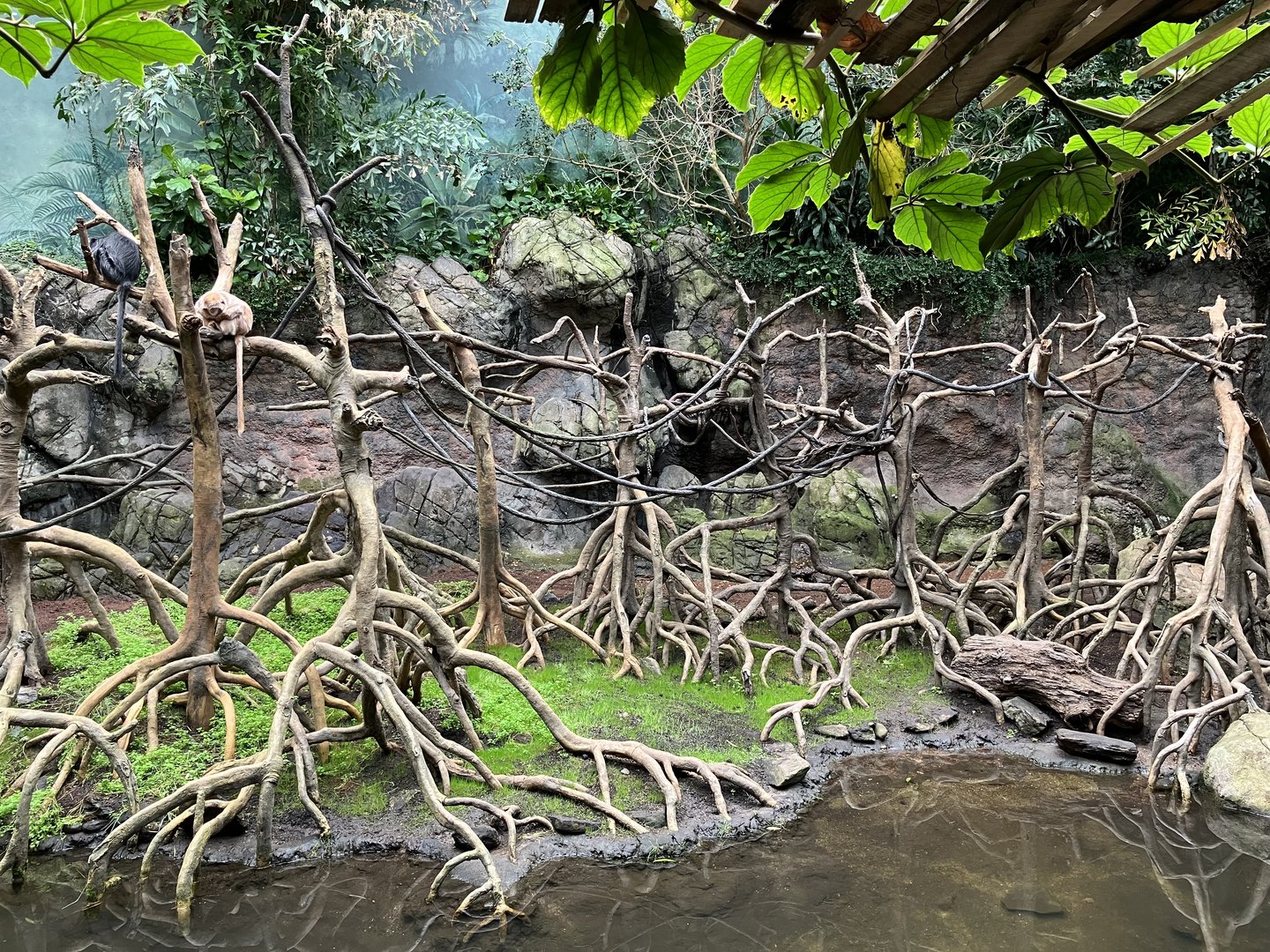 Jungleworld - Javan Langur Exhibit