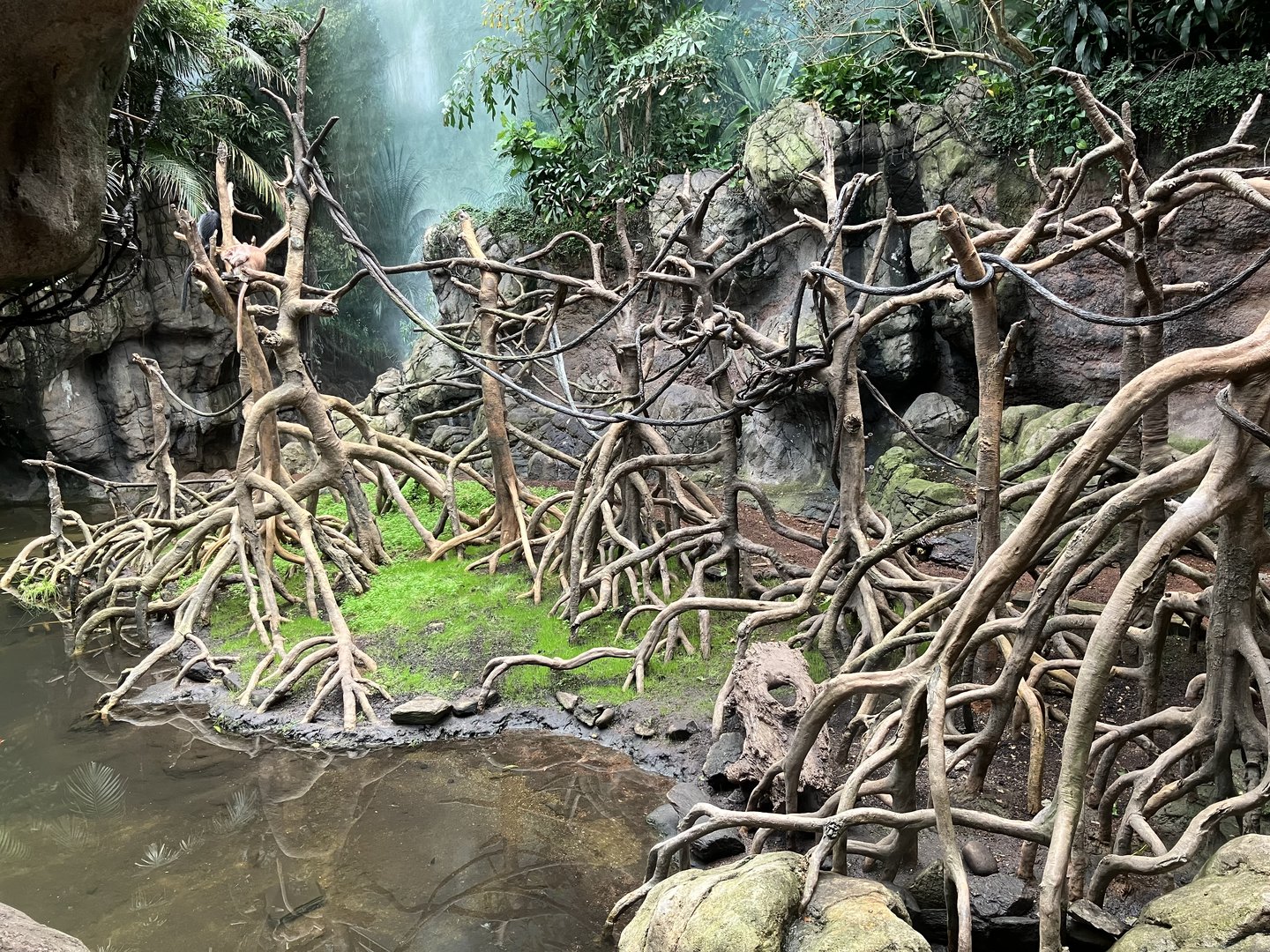 Jungleworld - Javan Langur Exhibit