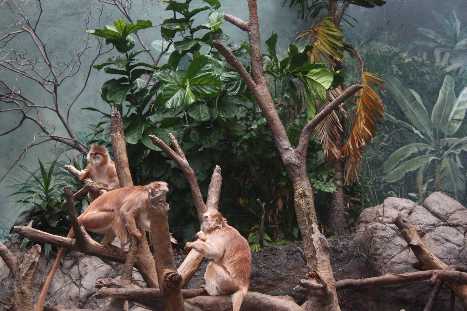 JungleWorld- Javan Langur Feud
