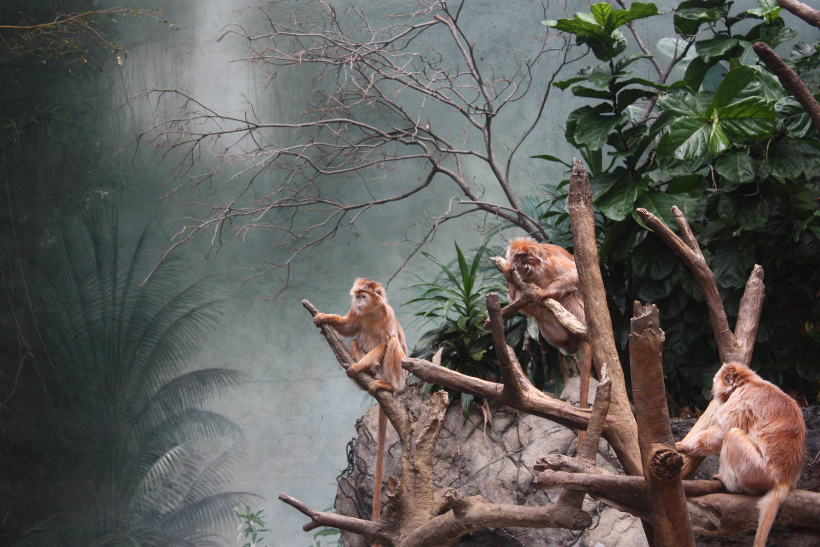 JungleWorld- Javan Langurs