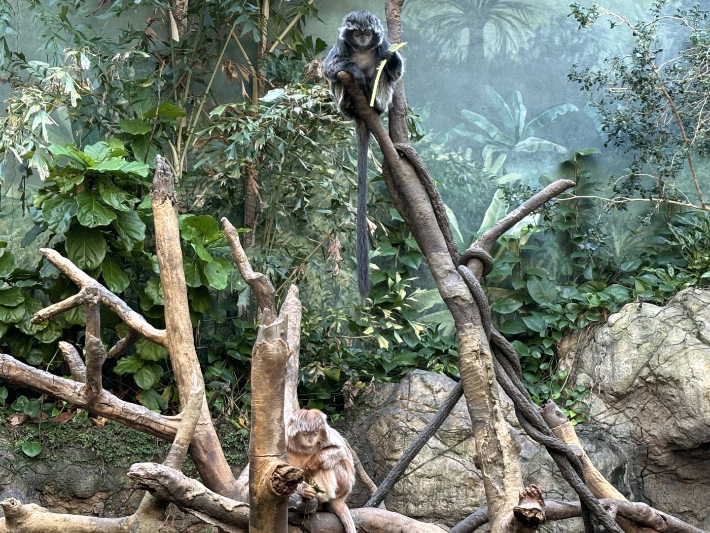 JungleWorld- Javan Lutangs
