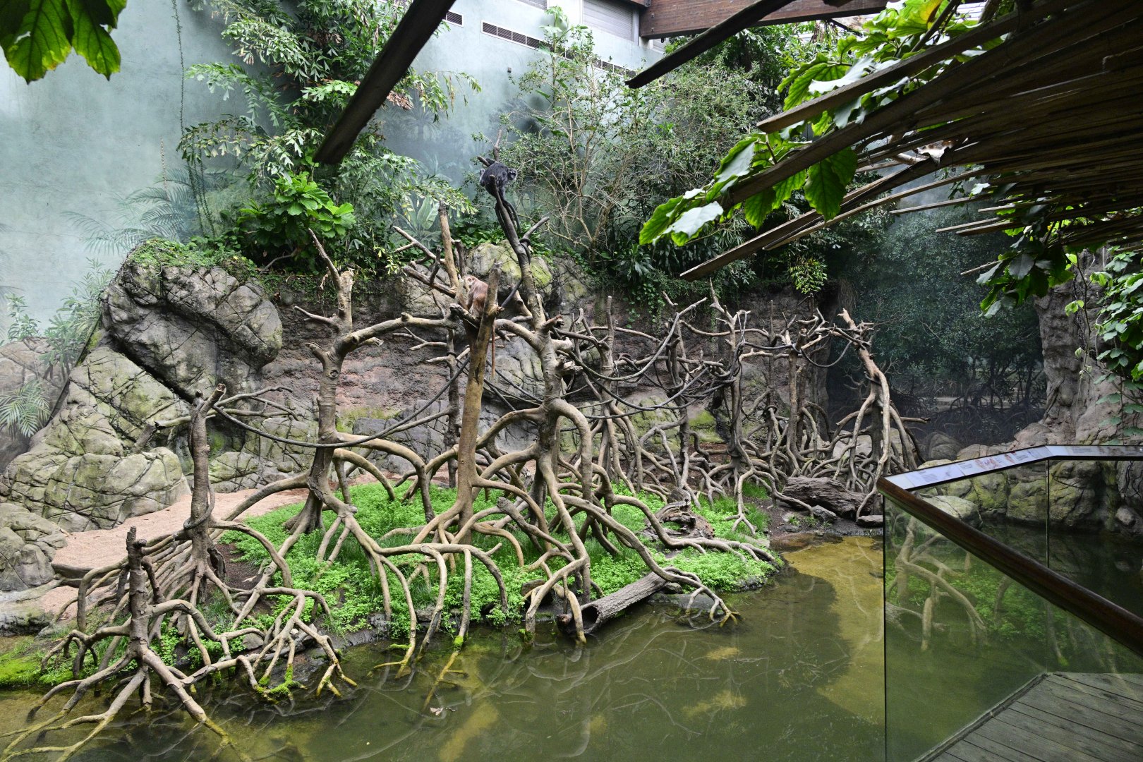 JungleWorld - Javan Lutung (Trachypithecus auratus) Exhibit