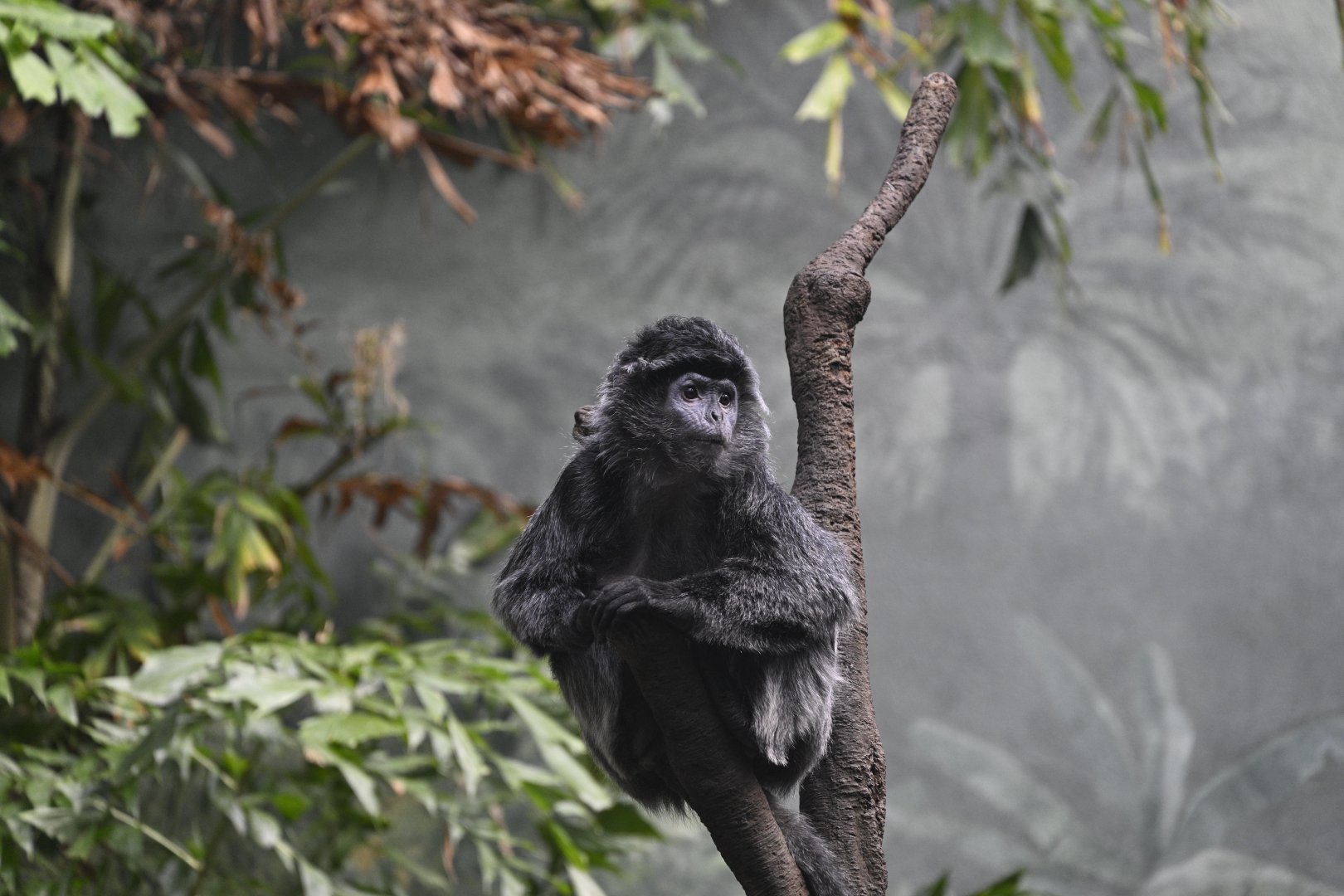 JungleWorld - Javan Lutung (Trachypithecus auratus)