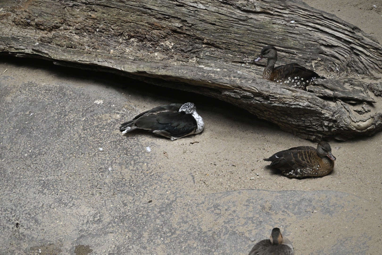 JungleWorld - Knob-billed Duck (Sarkidiornis melanotos) and Spotted Whistling-Duck (Dendrocygna guttata)