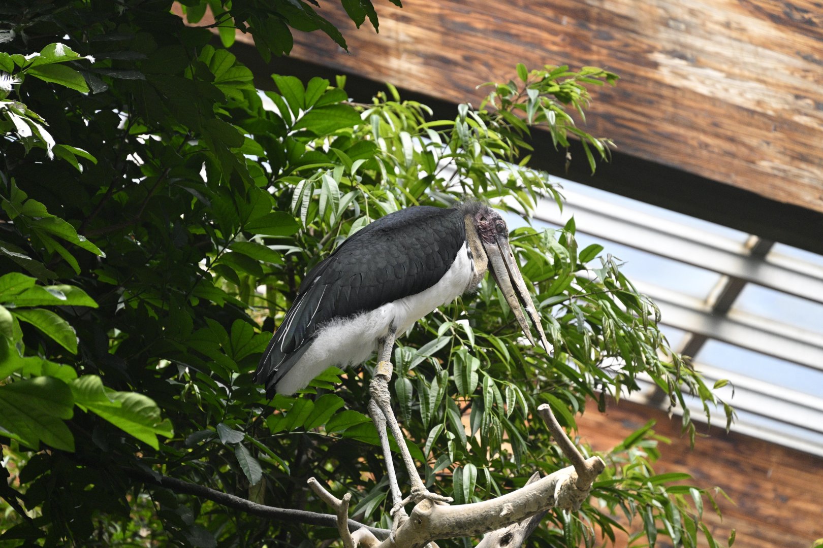 JungleWorld - Lesser Adjutant (Leptoptilos javanicus)