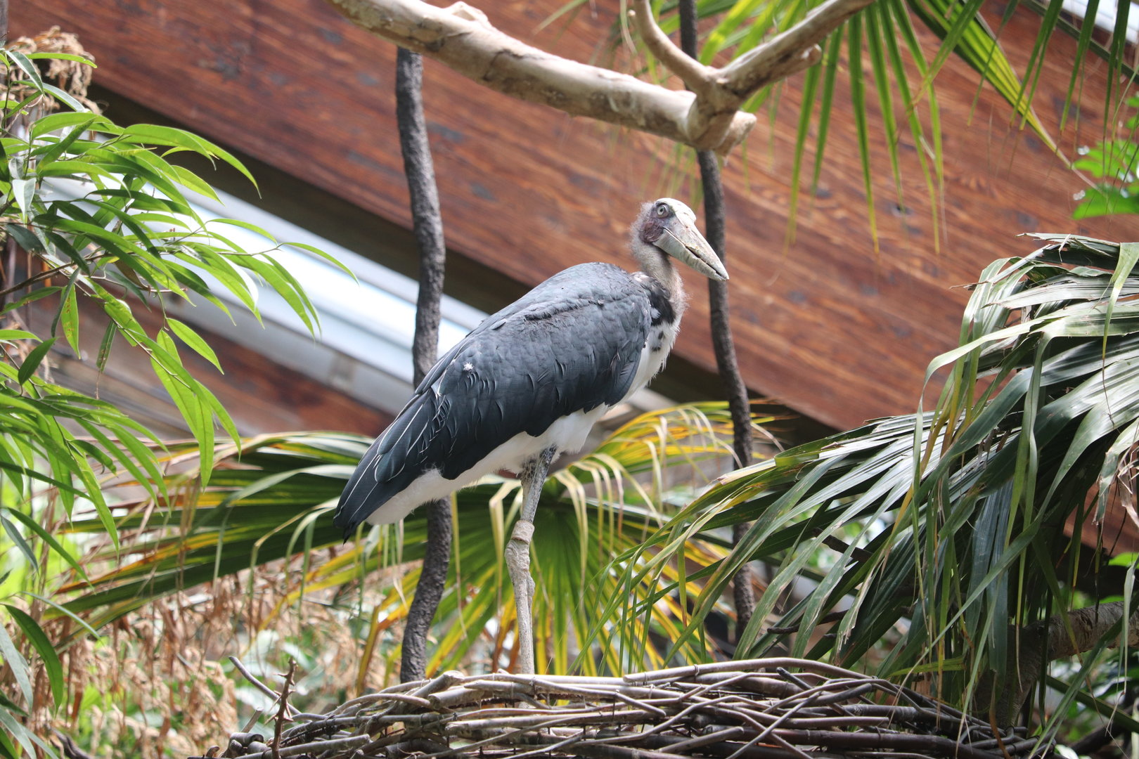 JungleWorld - Lesser Adjutant