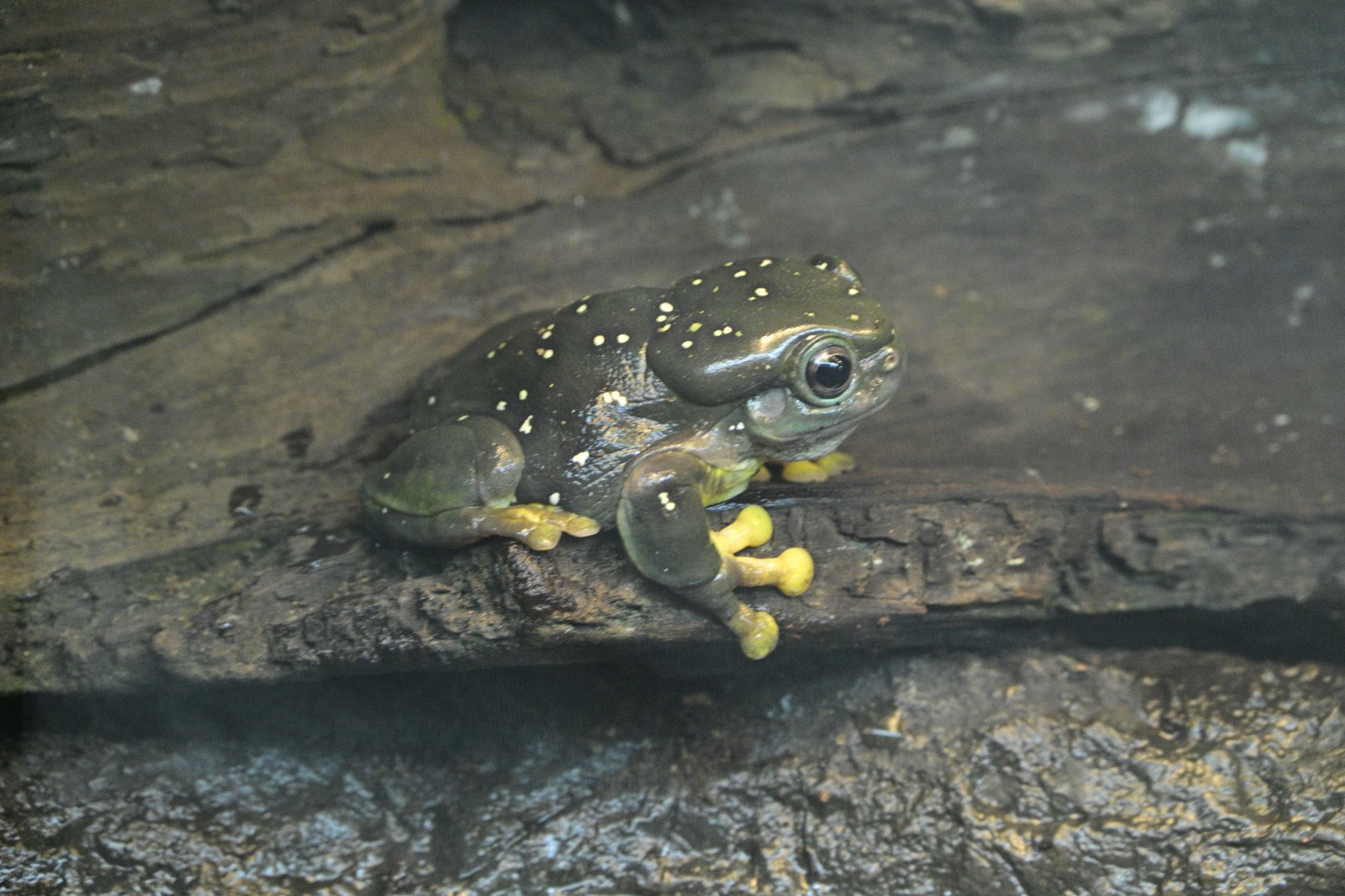 JungleWorld - Magnificent Tree Frog (Ranoidea splendida)