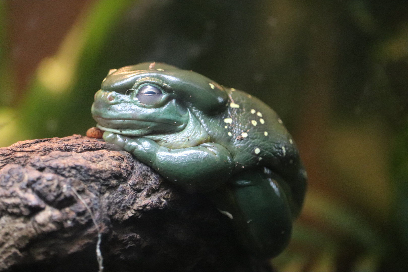 JungleWorld - Magnificent Tree Frog
