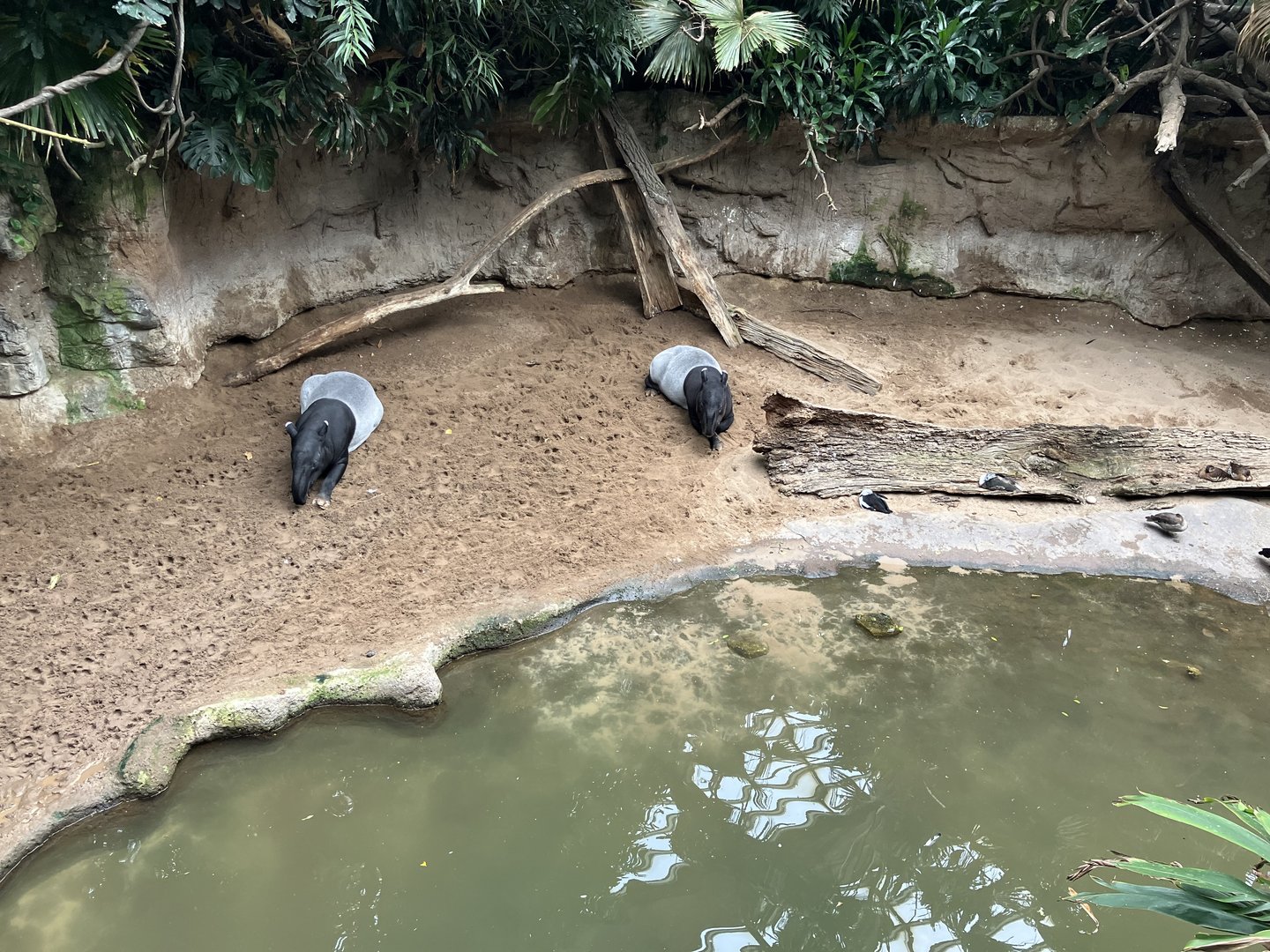 Jungleworld - Malayan Tapir Exhibit